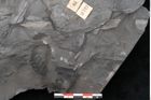 Foto (Detailansicht) von Odontopteris minor Brongniart (NHMW-GEO-2024-0188-10722)